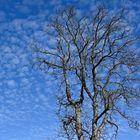 Baum und Wolken