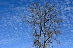 Baum und Wolken