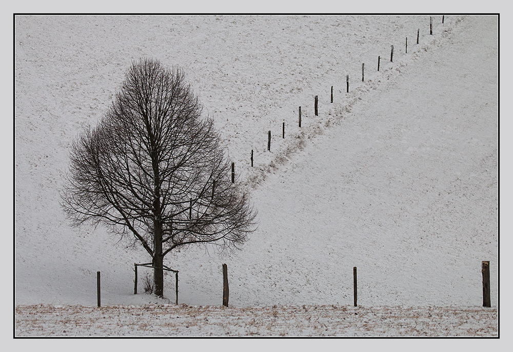 Baum und Zaun