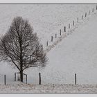 Baum und Zaun