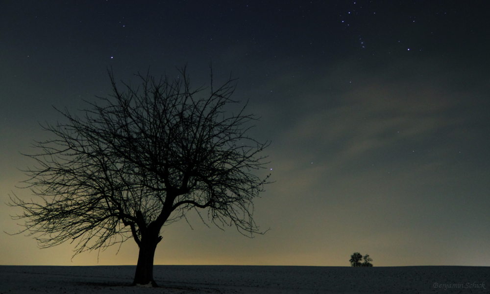 Baum unter den Sternen