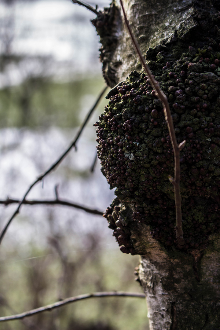 Baum unter Pilzbefall