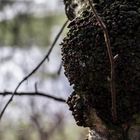 Baum unter Pilzbefall