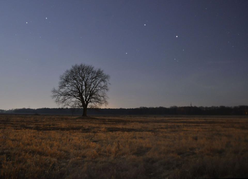 Baum unter Sternen