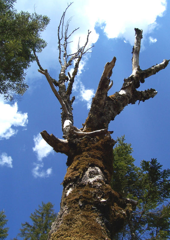 Baum unter Wolken