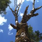 Baum unter Wolken