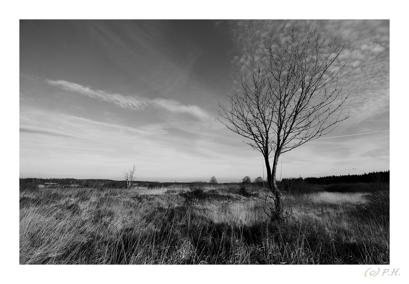 Baum unterm Himmelszelt