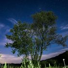 Baum unterm Sternenhimmel