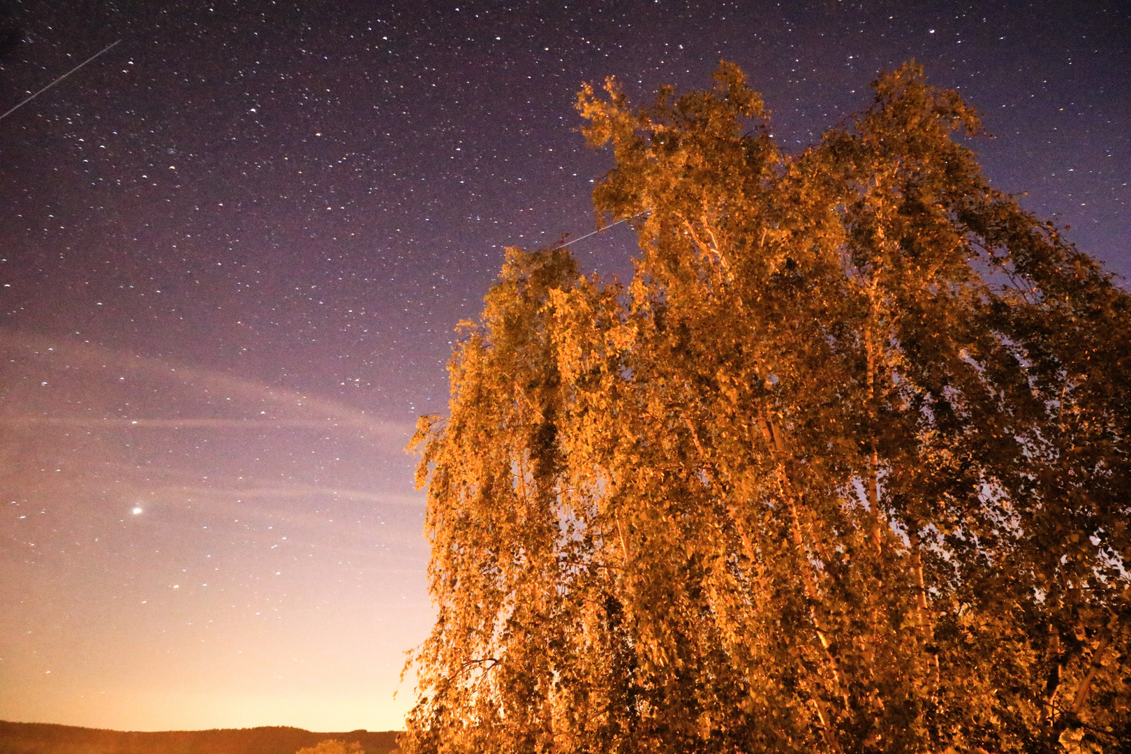 Baum unterm Sternhimmel