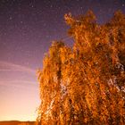 Baum unterm Sternhimmel