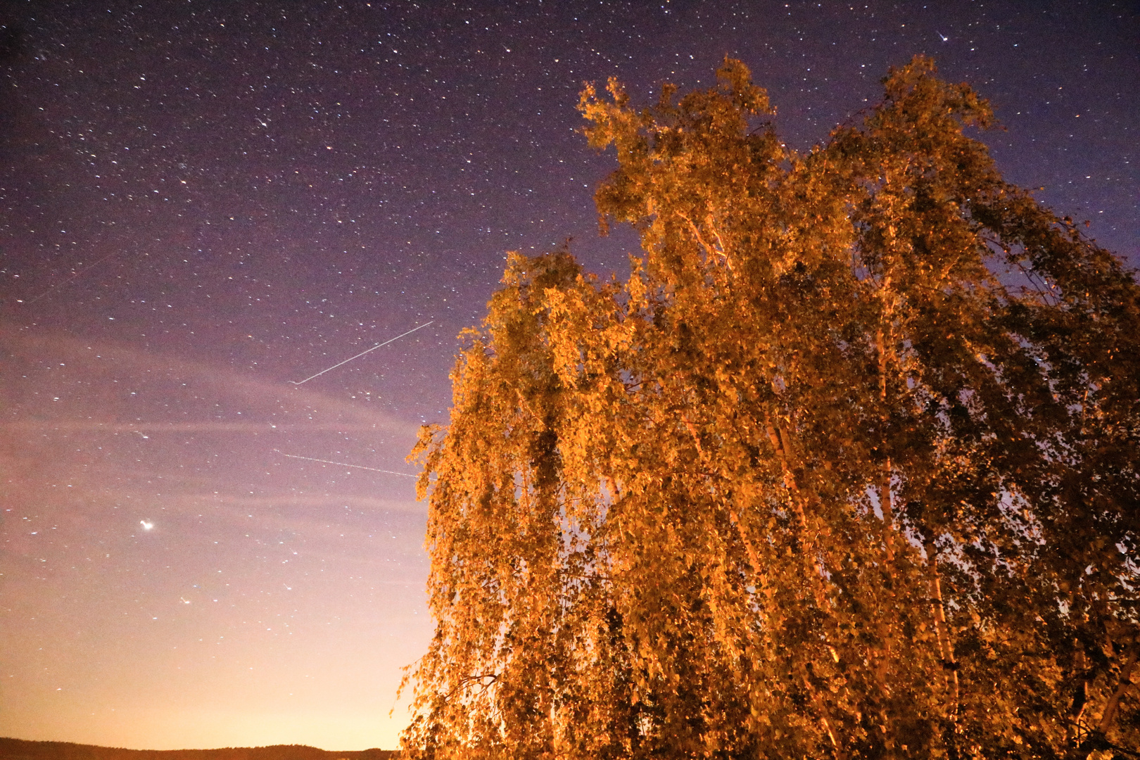 Baum unterm Sternhimmel