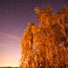 Baum unterm Sternhimmel