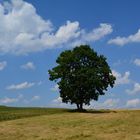 Baum untern bayerischen Himmel