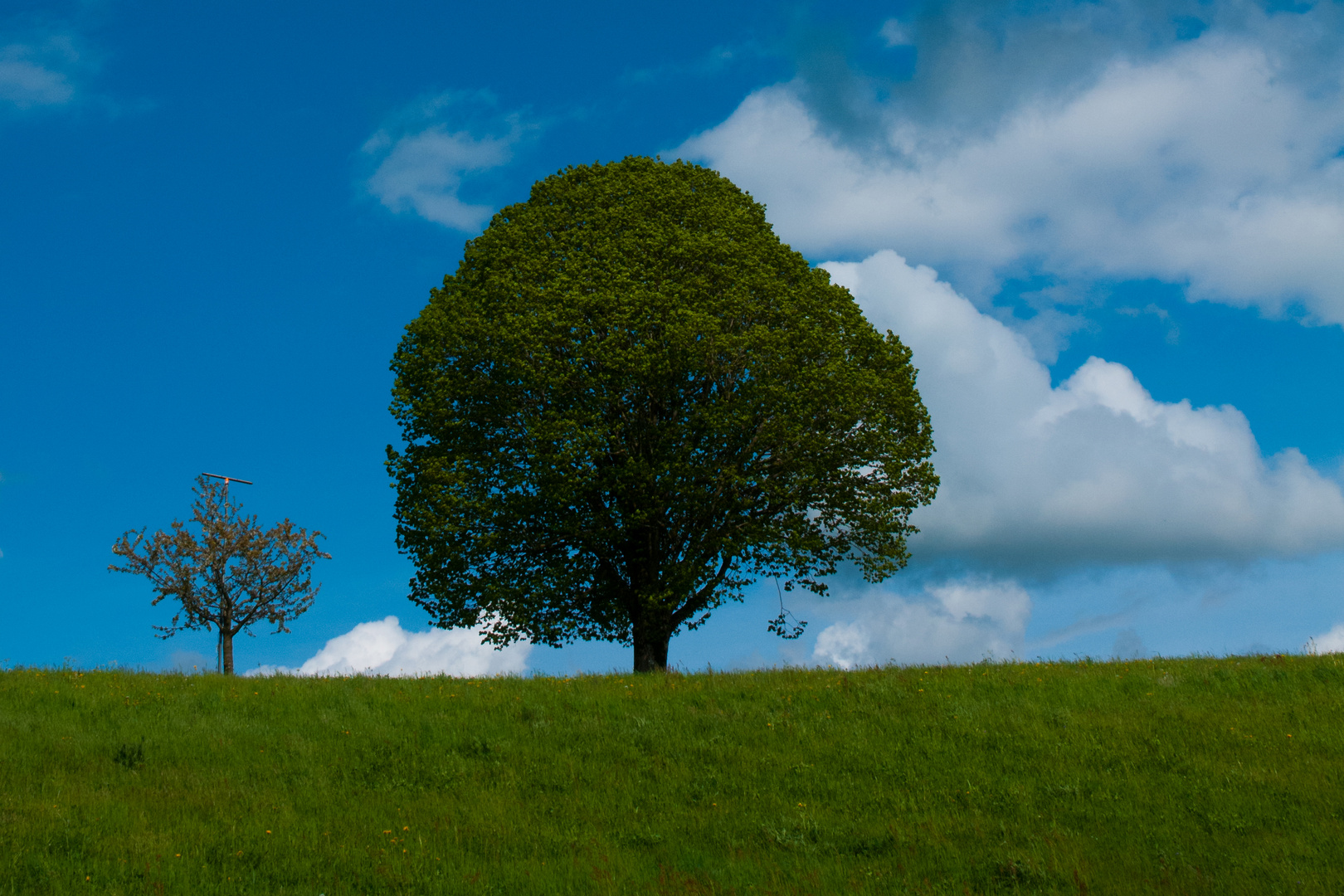 Baum Vater Sohn