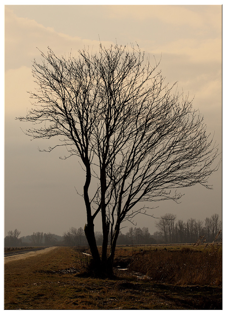 Baum ...vergänglich