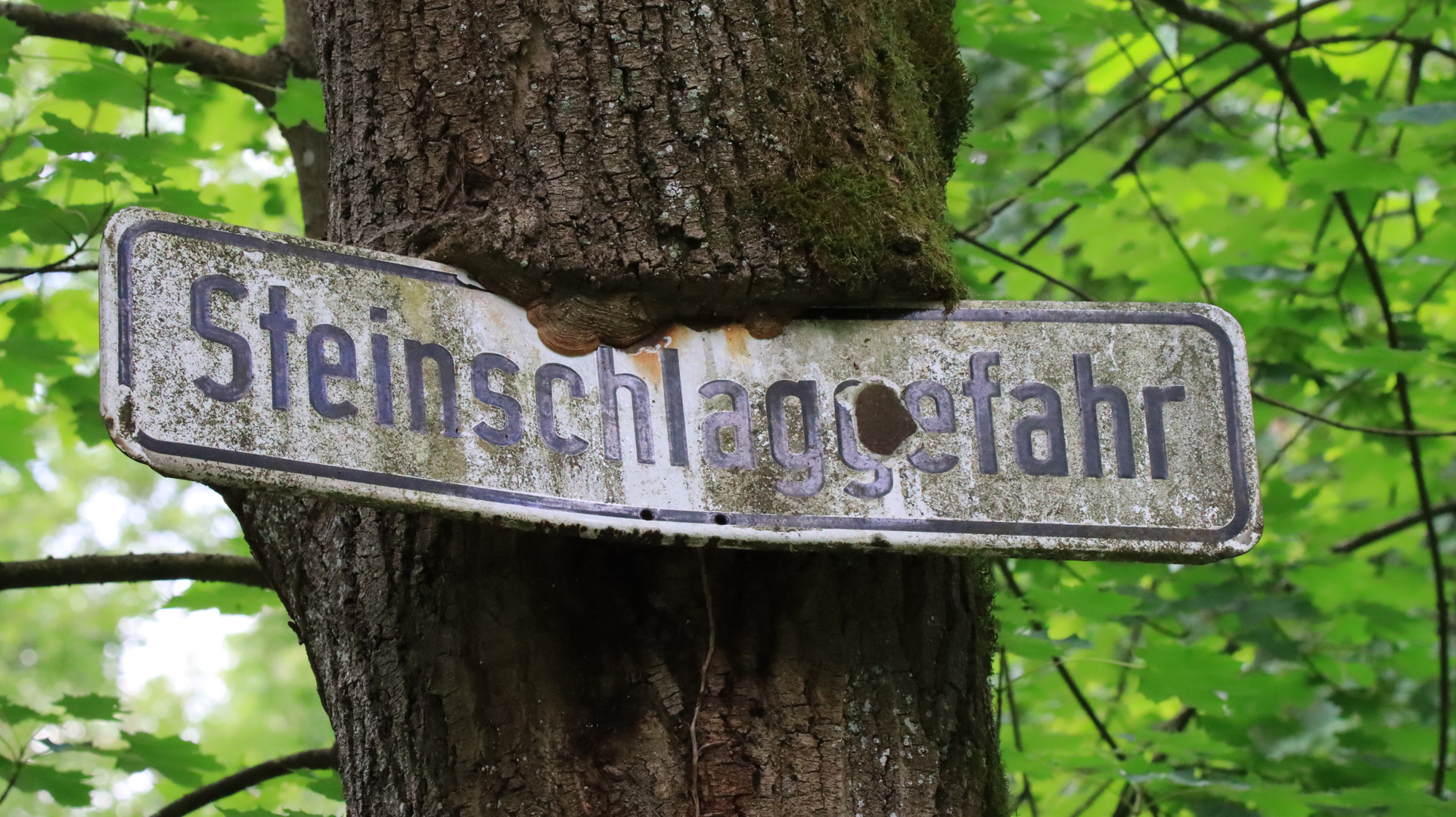 Baum verschlingt Schild