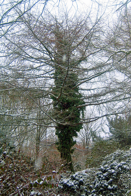 Baum verschlungen von Ästen