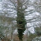 Baum verschlungen von Ästen