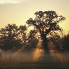 Baum versteckt Morgensonne