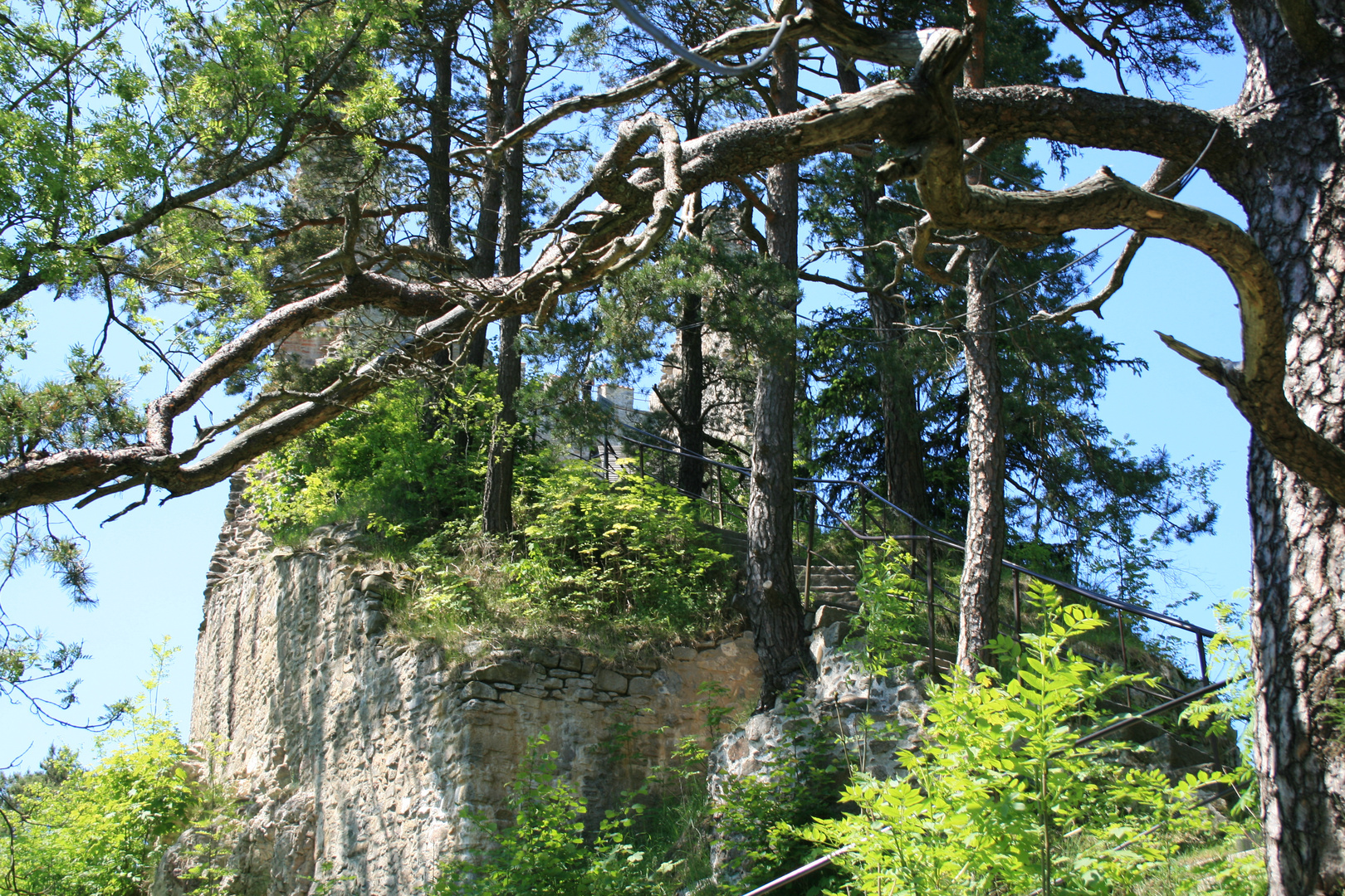 Baum-Verwirrung