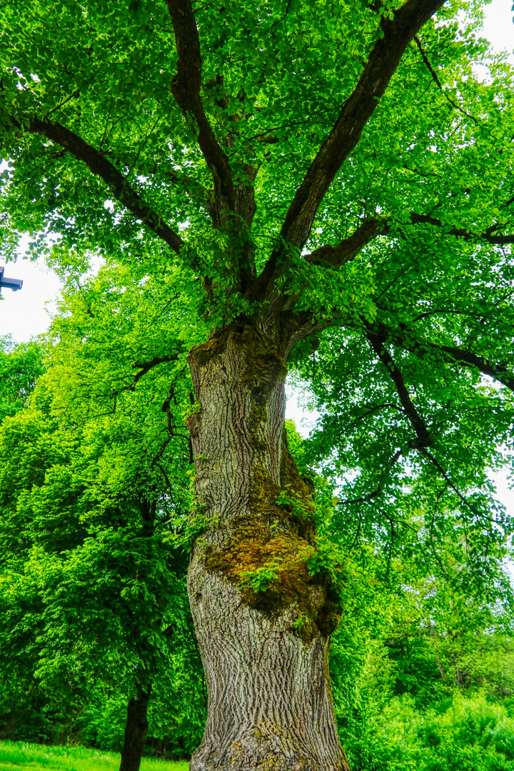 Baum Veteran am Eisenhammer Eckersmühlen