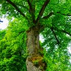 Baum Veteran am Eisenhammer Eckersmühlen