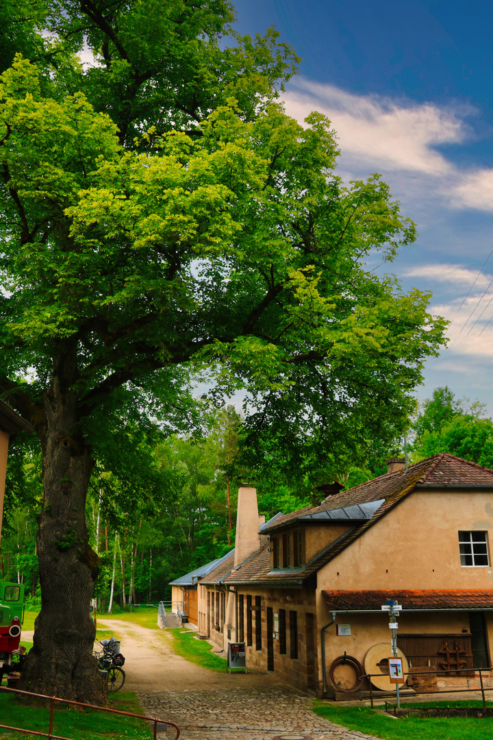 Baum Veteran am Eisenhammer Eckersmühlen