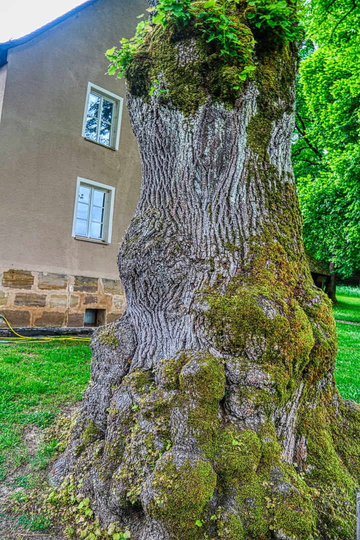 Baum Veteran am Eisenhammer Eckersmühlen