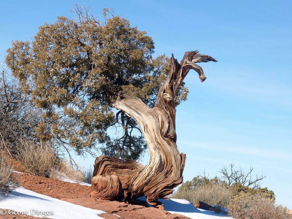 Baum-Vogel USA Canyonland NP 20150106