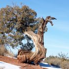 Baum-Vogel USA Canyonland NP 20150106