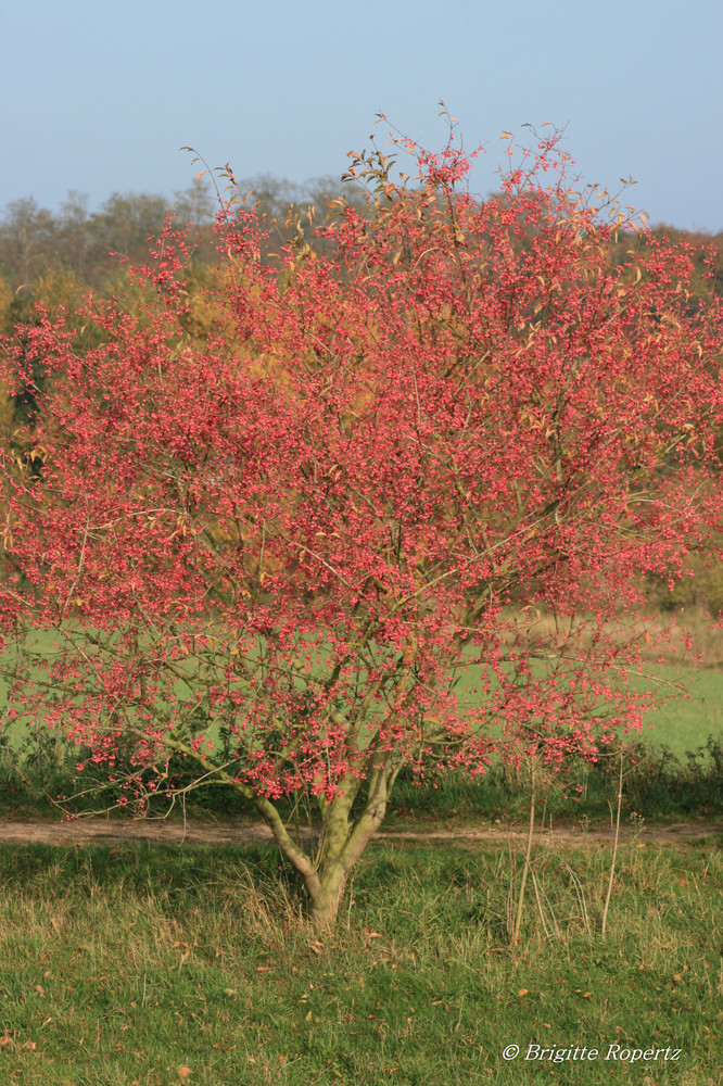 Baum voll mit Bischofs Caps