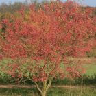 Baum voll mit Bischofs Caps