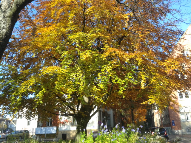 Baum voller Farben