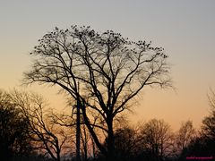 Baum voller Vögel