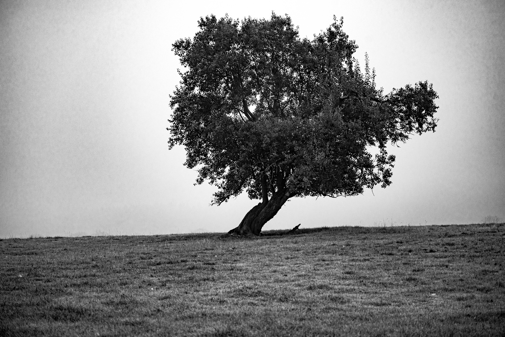 Baum vom Wind geformt