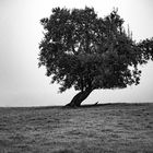 Baum vom Wind geformt