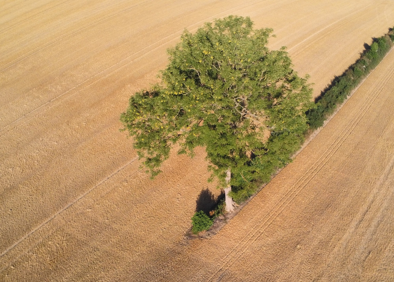 Baum von Oben