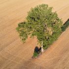 Baum von Oben