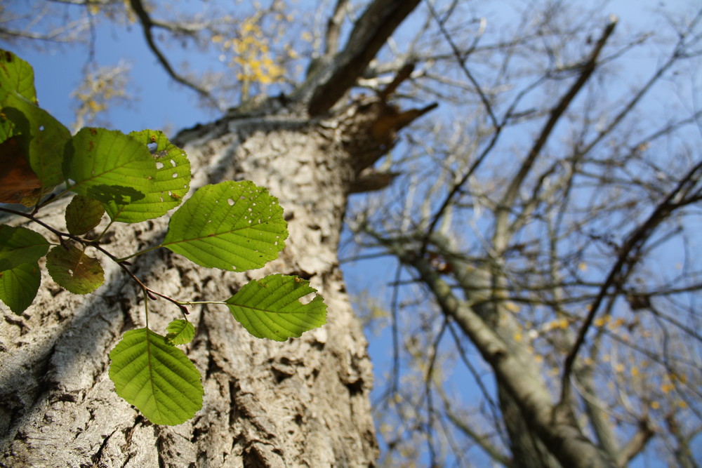 Baum von unten