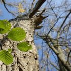 Baum von unten