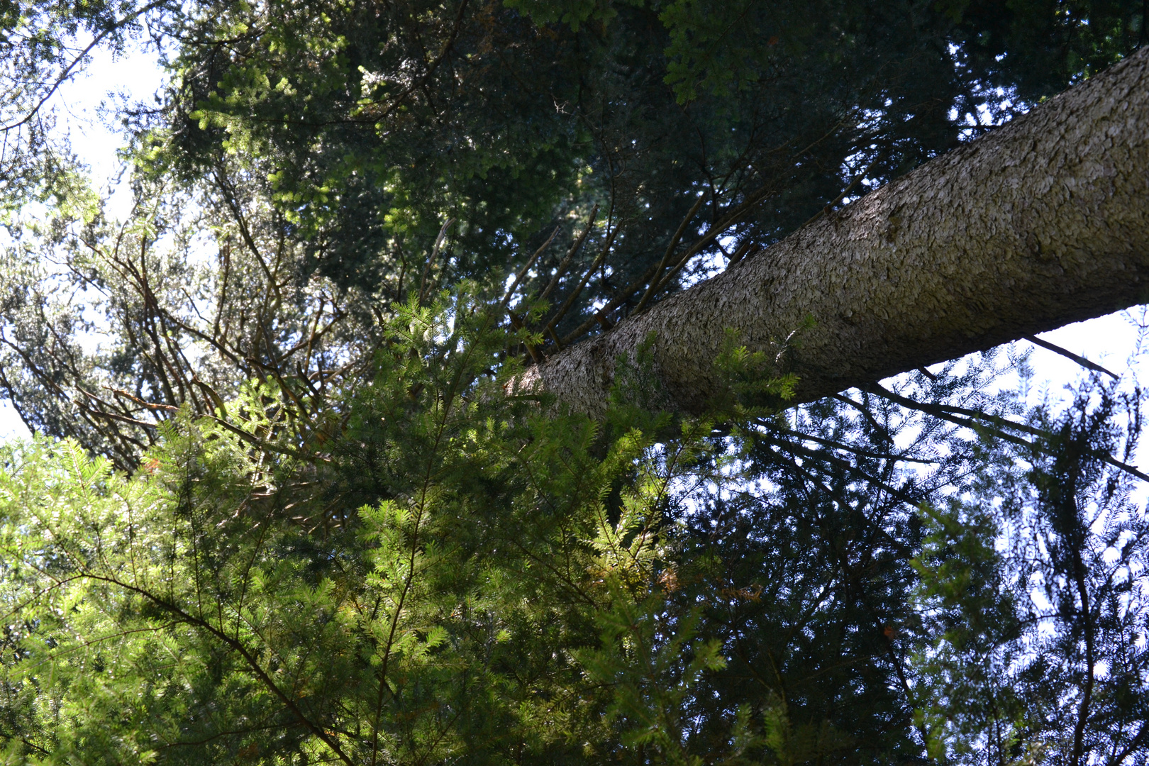 Baum von unten 3