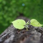 Baum von unten