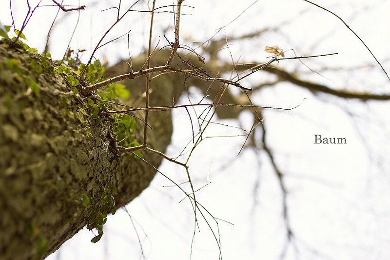 Baum von Unten