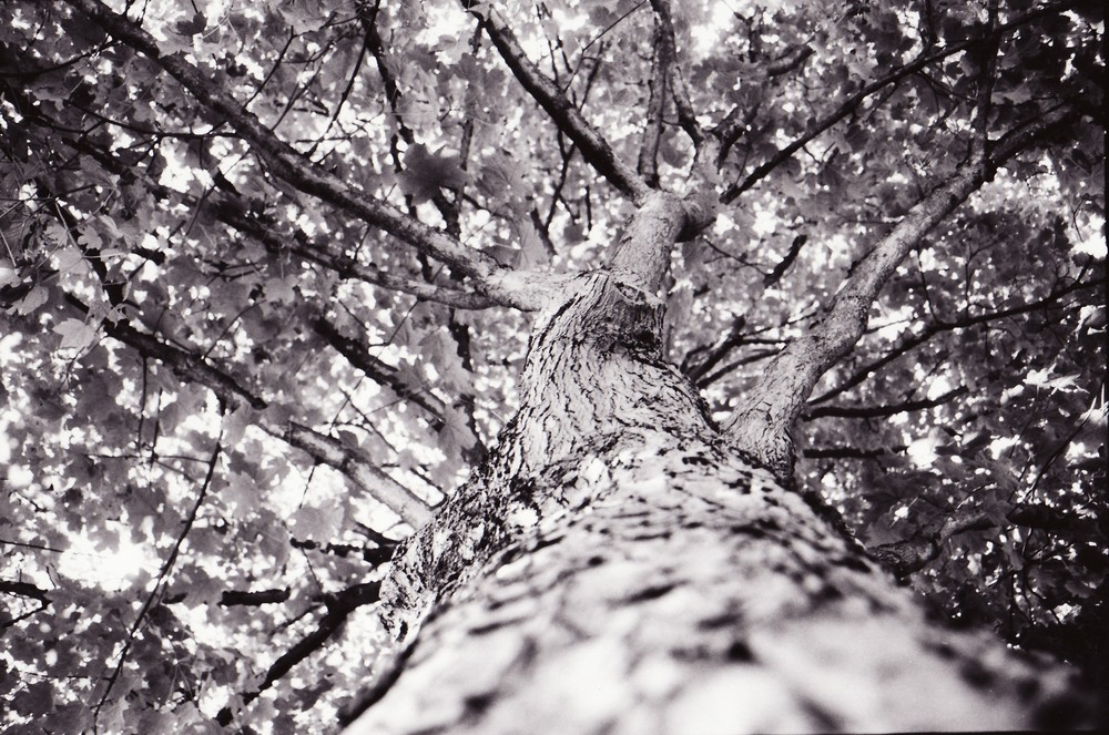 Baum von unten!