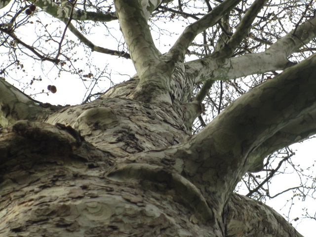 Baum von unten