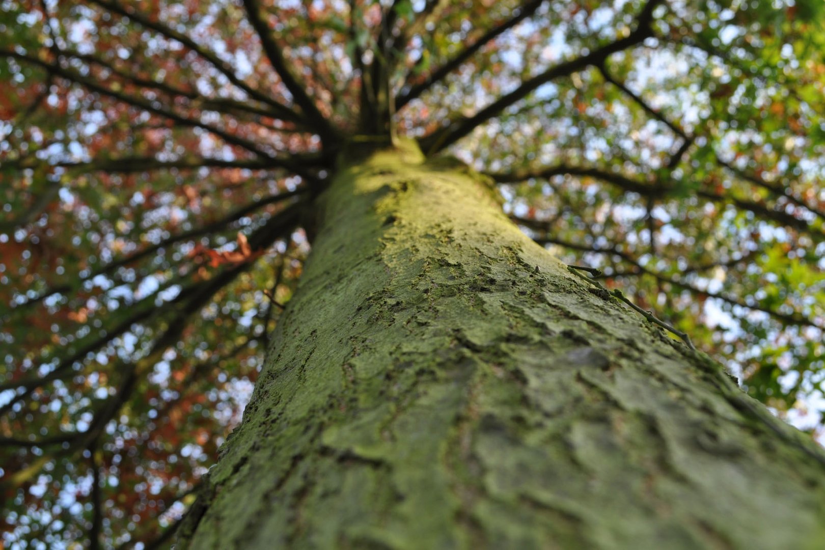 Baum von unten nach oben