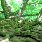 Baum von untern zum Himmel