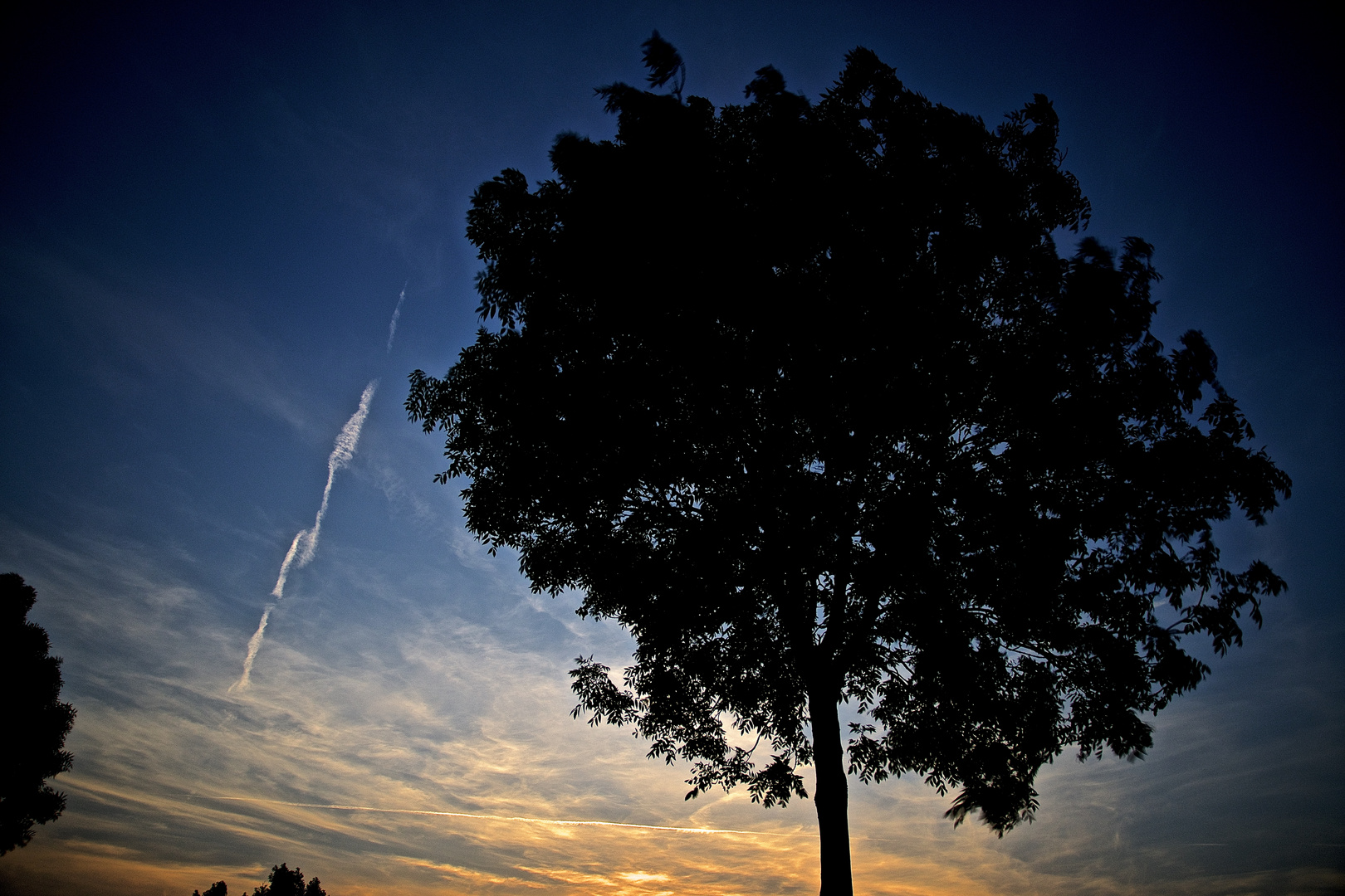 Baum vor Abendhimmel