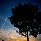 Baum vor Abendhimmel