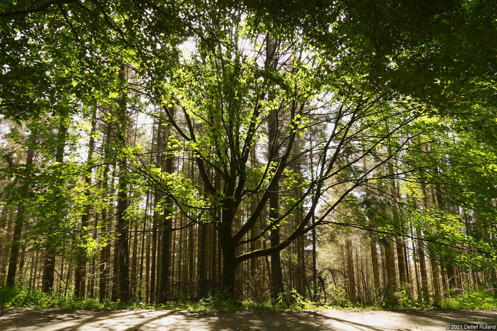 Baum vor abgestorbenen Fichtenwald